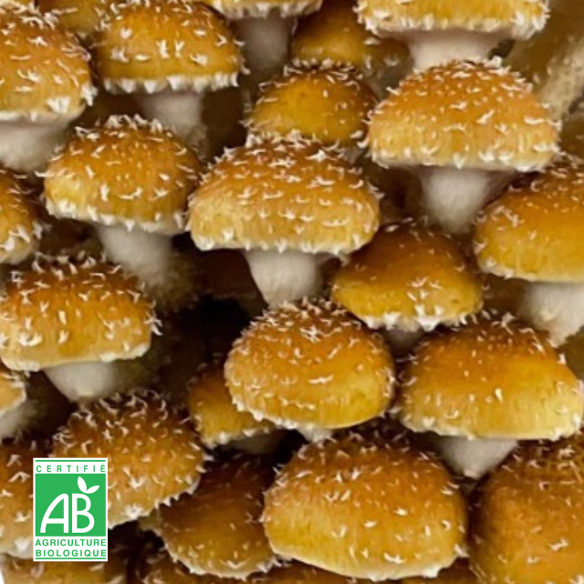Pholiote du châtaignier fraîche Bio