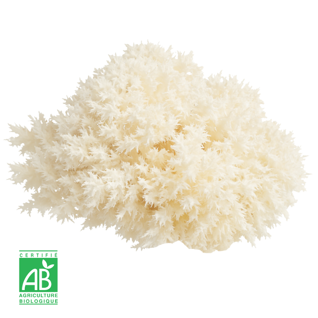 L’hydne corail frais Bio