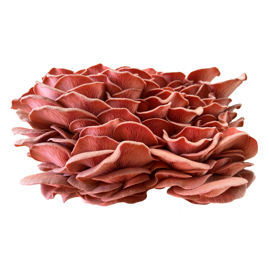 Le pleurote huître rose