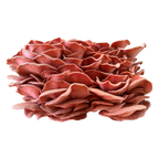 Le pleurote huître rose