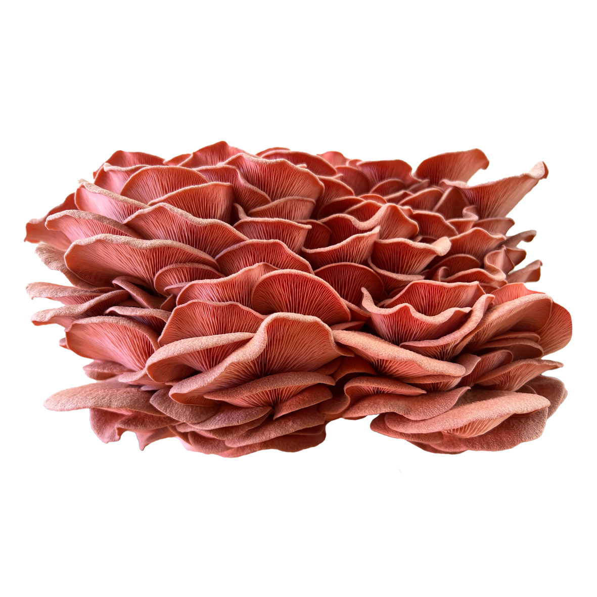 Le pleurote huître rose