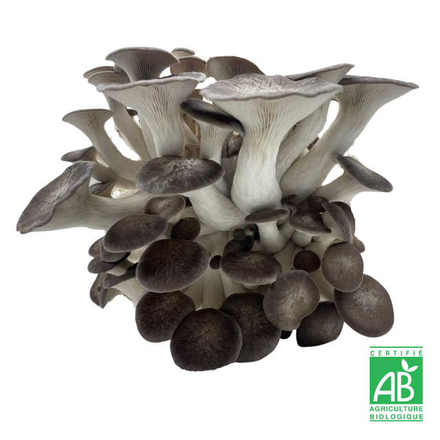 Pleurote Black Pearl frais Bio
