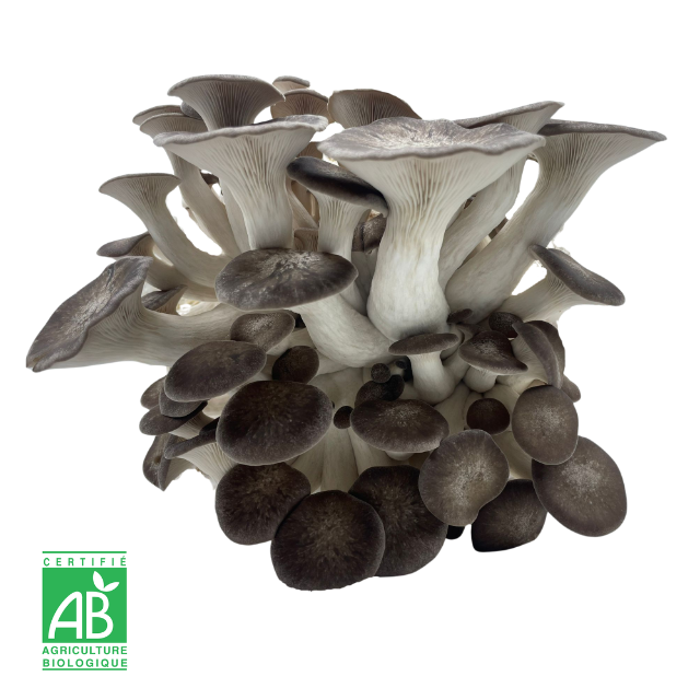 Pleurote Black Pearl frais Bio