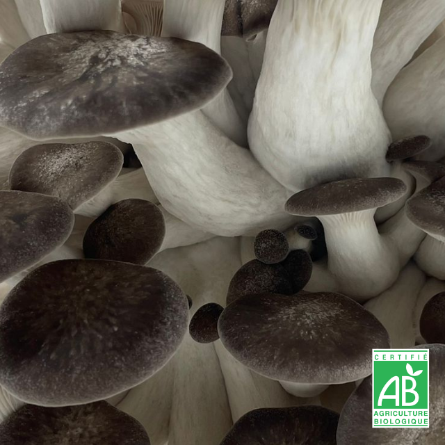 Pleurote Black Pearl frais Bio