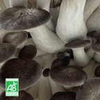 Pleurote Black Pearl frais Bio