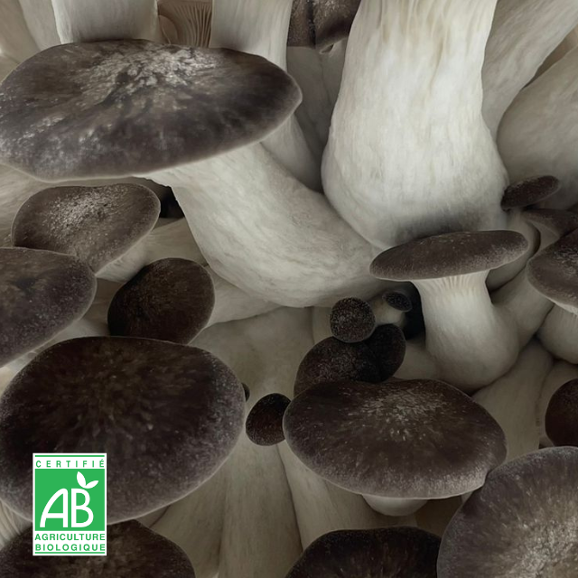Pleurote Black Pearl frais Bio