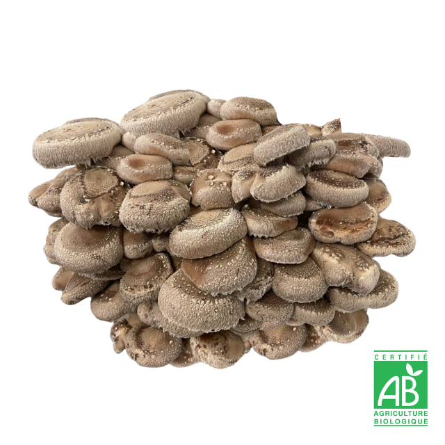 Shiitake frais Bio
