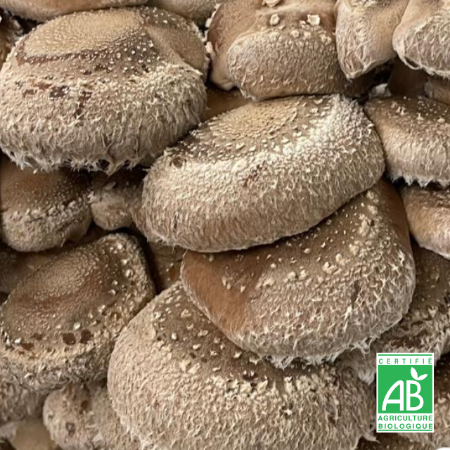 Shiitake frais Bio