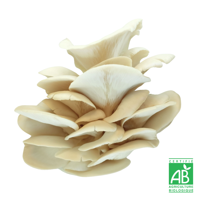 Pleurote de l'orme frais Bio