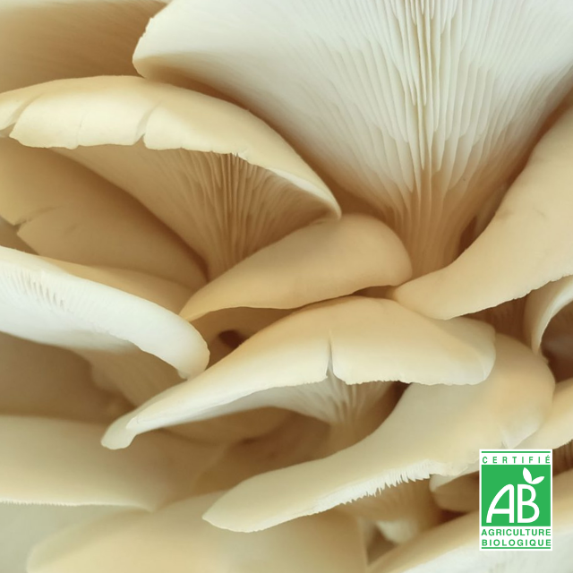 Pleurote de l'orme frais Bio