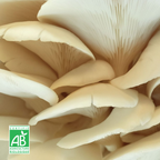 Pleurote de l'orme frais Bio