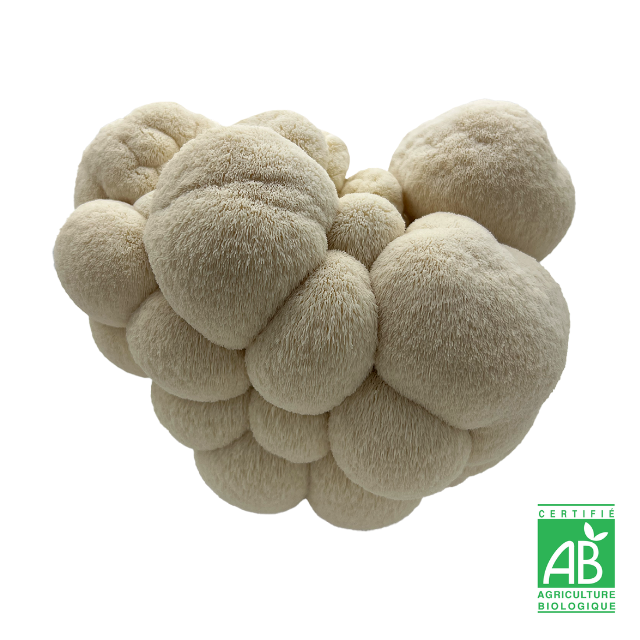 L'hydne hérisson (Lion's Mane) frais Bio