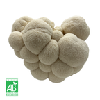 L'hydne hérisson (Lion's Mane) frais Bio
