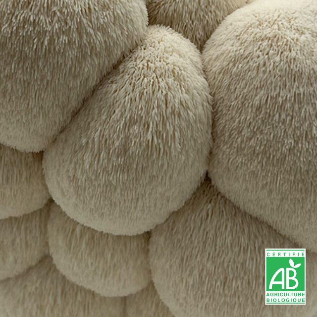 L'hydne hérisson (Lion's Mane) frais Bio
