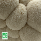 L'hydne hérisson (Lion's Mane) frais Bio