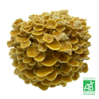 Golden enoki frais Bio