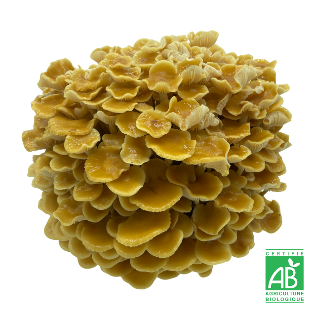 Golden enoki frais Bio