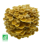 Golden enoki frais Bio