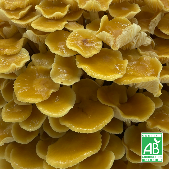 Golden enoki frais Bio