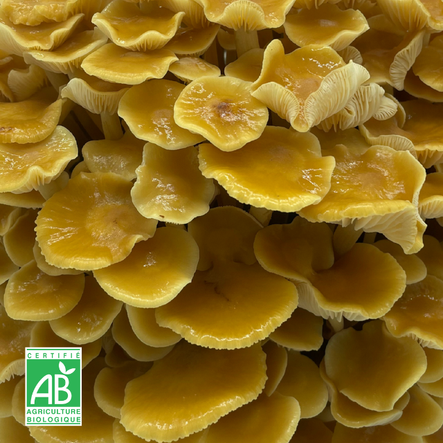 Golden enoki frais Bio