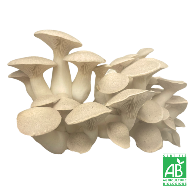 Pleurote du Panicaut frais Bio