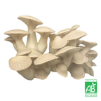 Pleurote du Panicaut frais Bio