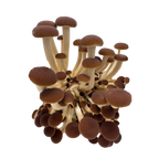 La pholiote du peuplier