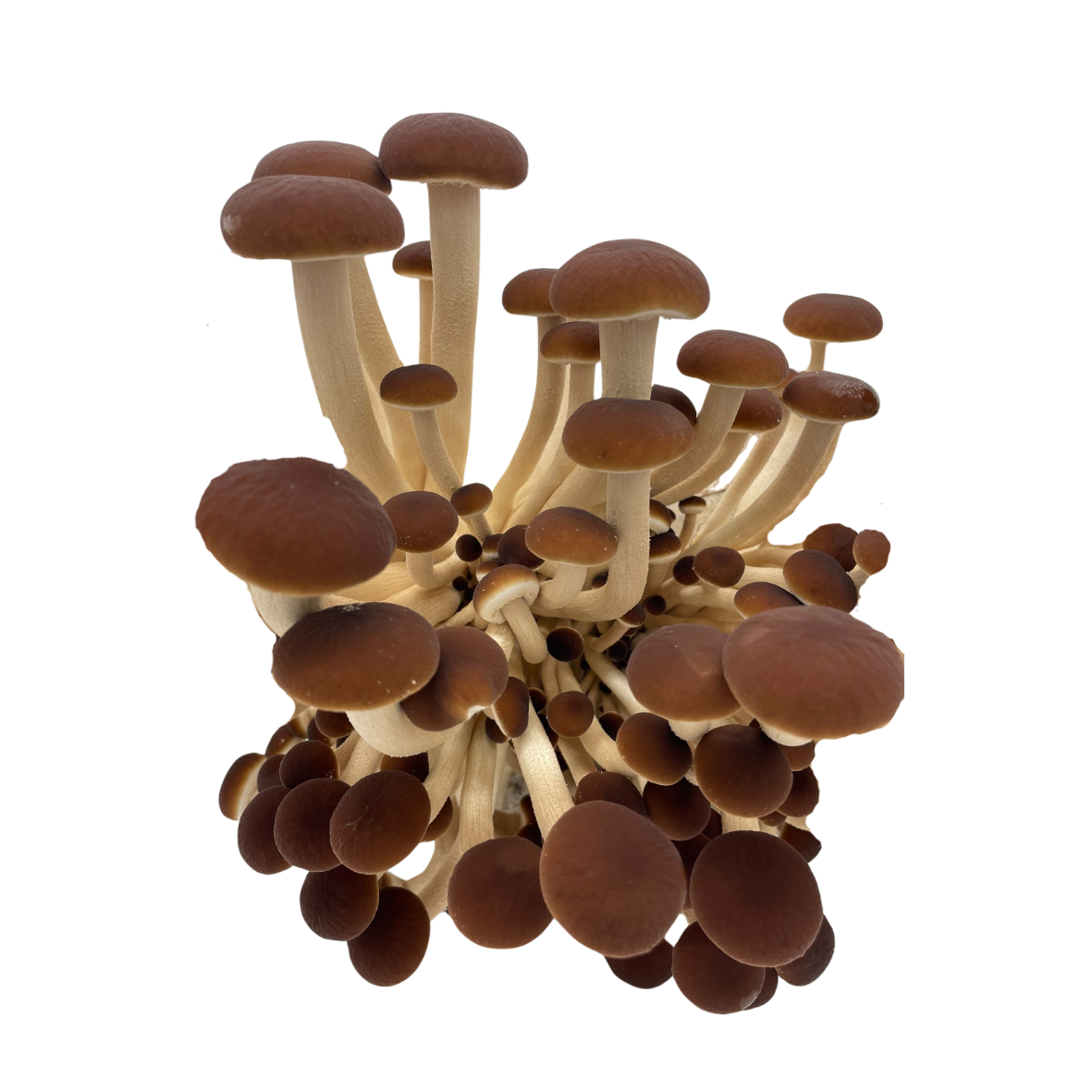 La pholiote du peuplier