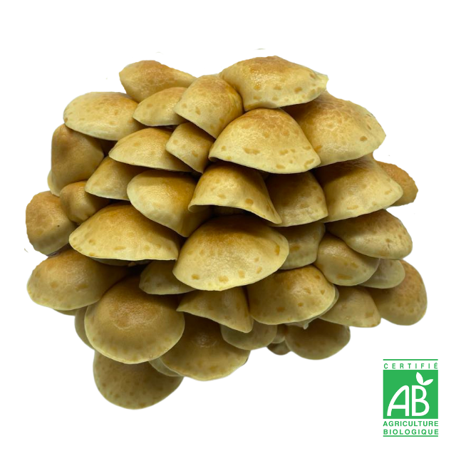 Nameko Frais
