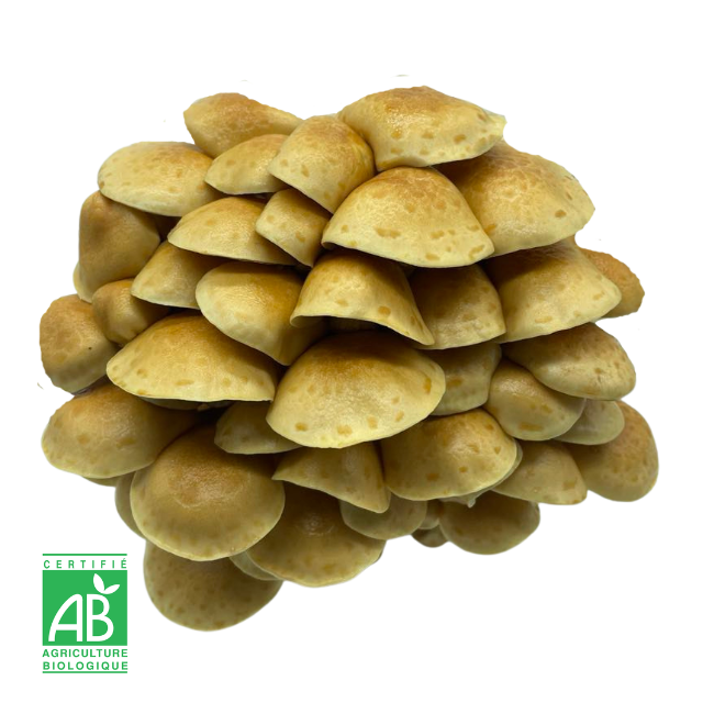 Nameko Frais