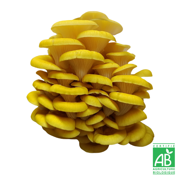Pleurote jaune frais Bio