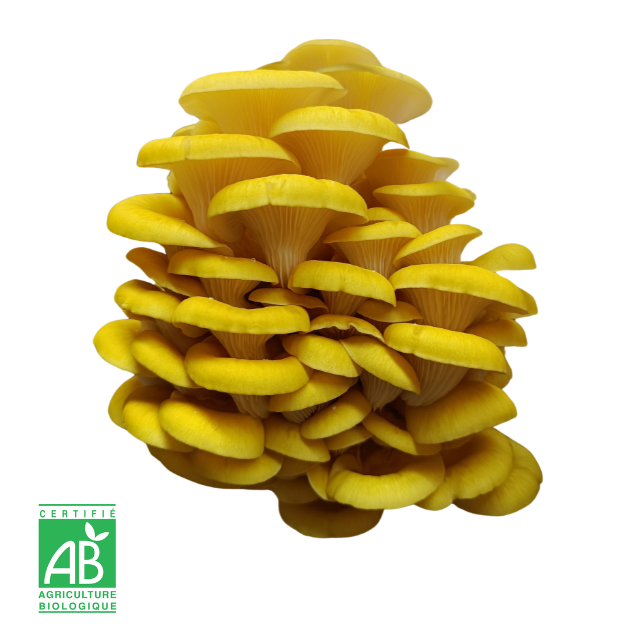 Pleurote jaune frais Bio