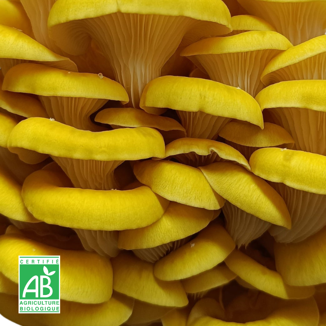 Pleurote jaune frais Bio
