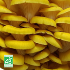 Pleurote jaune frais Bio