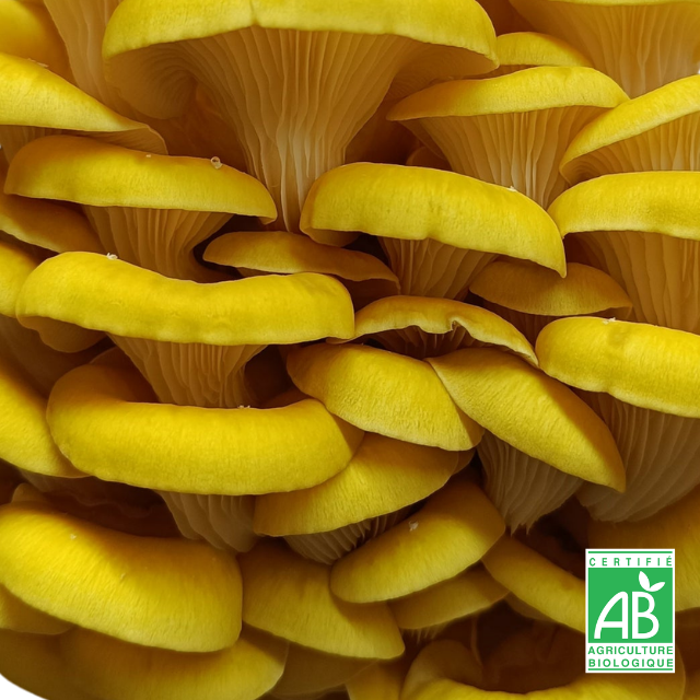 Pleurote jaune frais Bio
