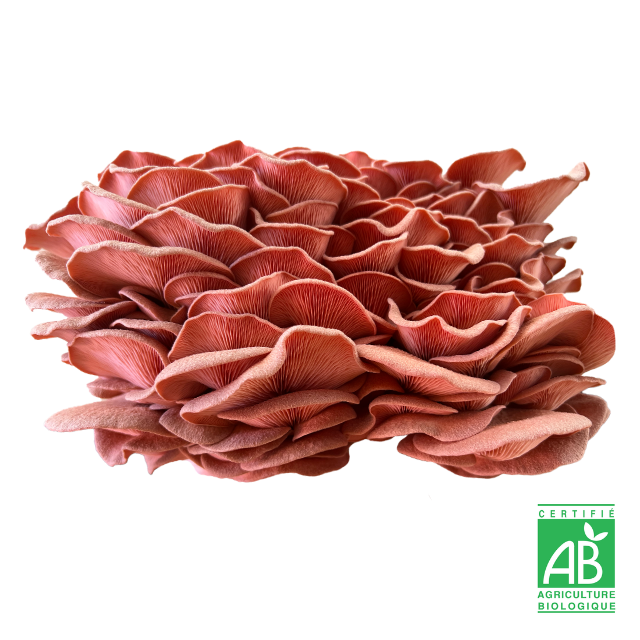 Pleurote huître rose frais Bio