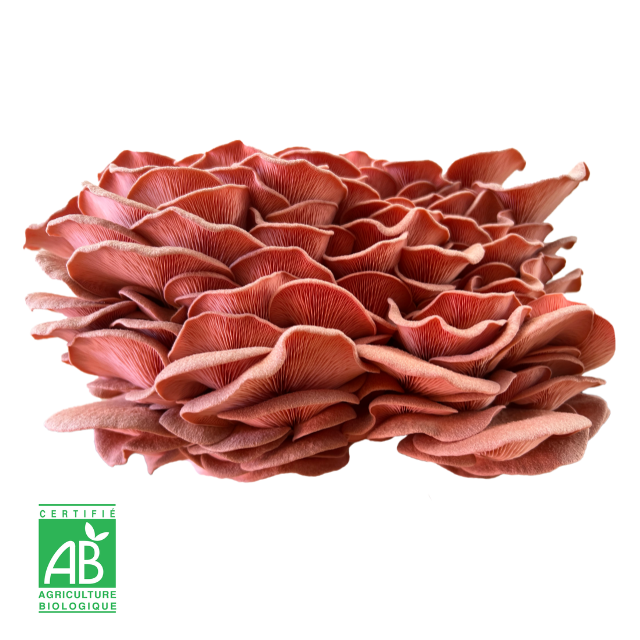 Pleurote huître rose frais Bio