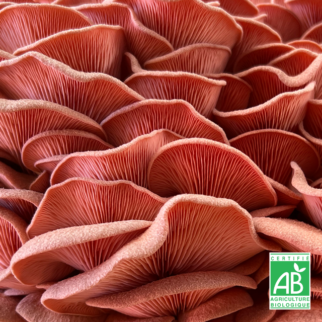 Pleurote huître rose frais Bio