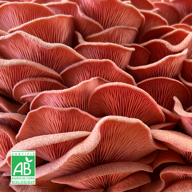 Pleurote huître rose frais Bio