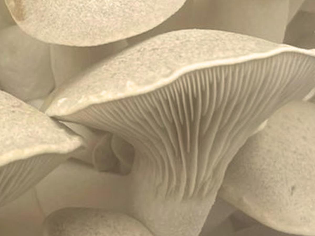 Le pleurote du panicaut