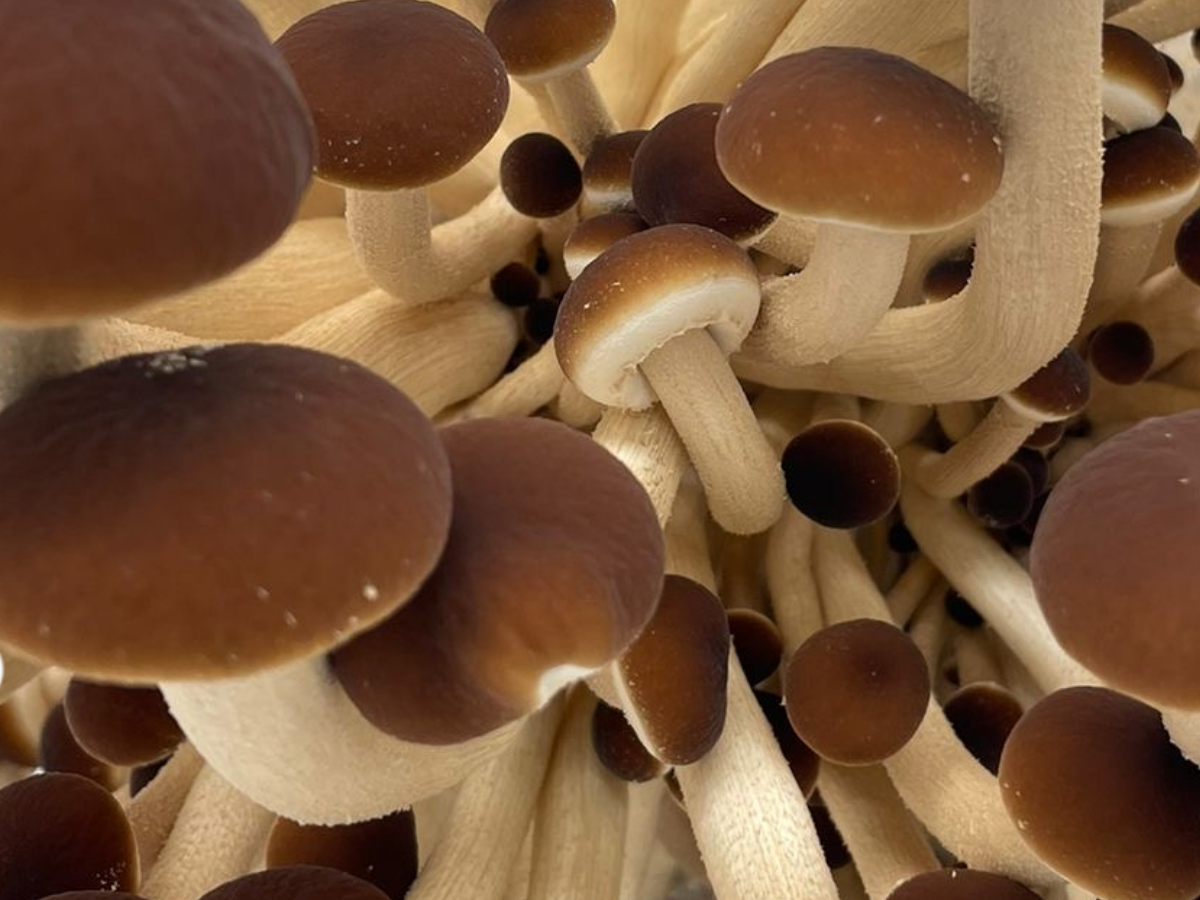 La pholiote du peuplier