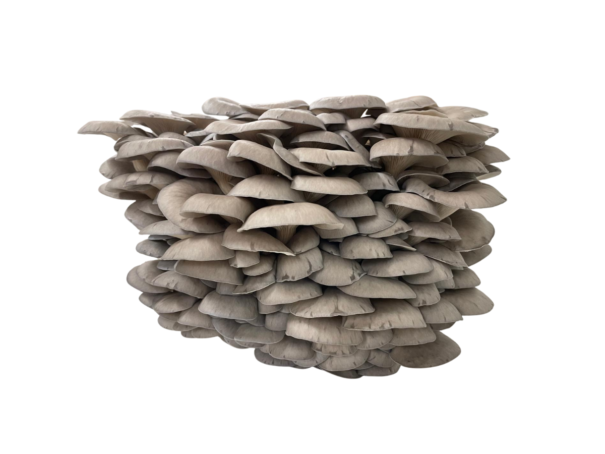 Le pleurote en huître