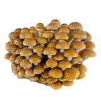 La pholiote du châtaignier