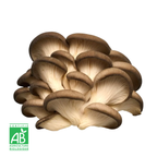 Pleurote brun frais Bio