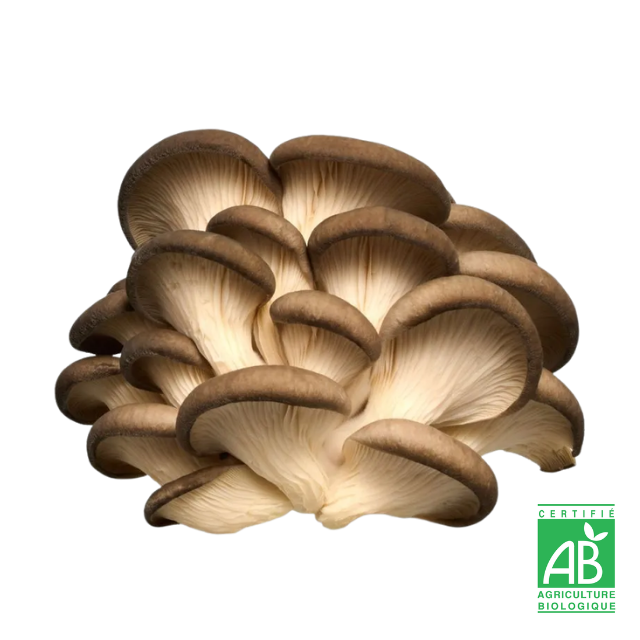Pleurote brun frais Bio