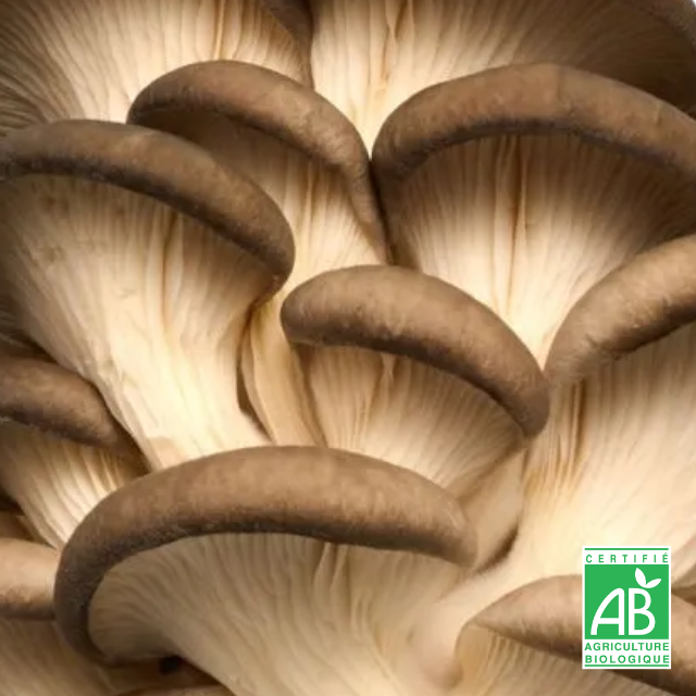 Pleurote brun frais Bio