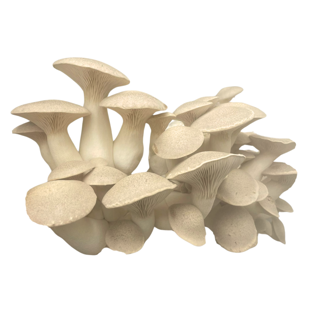 Le pleurote du panicaut