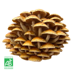 Pholiote du châtaignier fraîche Bio