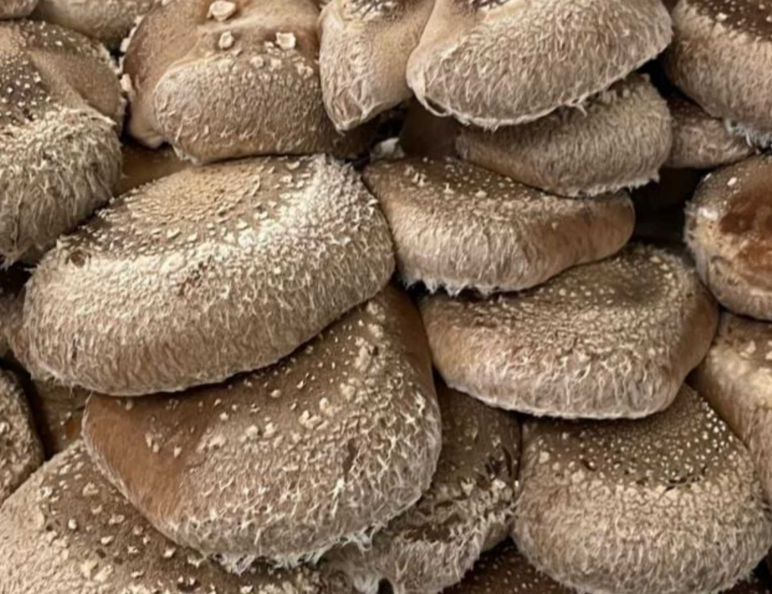 détail shiitake frais chapeau brun texture craquelée