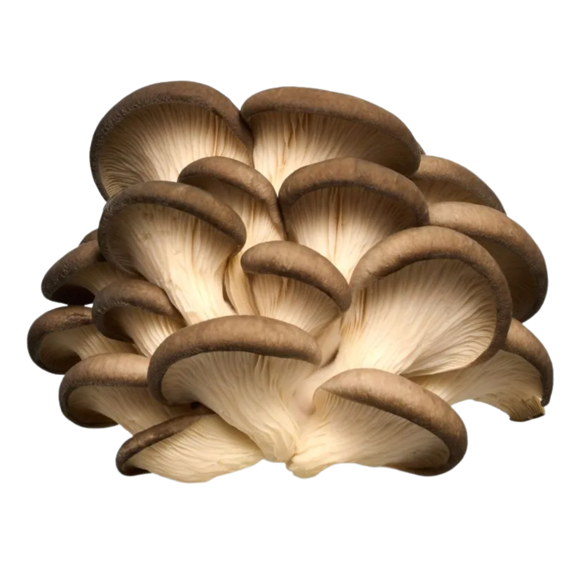 pleurote brun frais cultivé en drôme